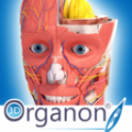 3D Organon Anatomy(人体3d解剖软件) v3.0 绿色版