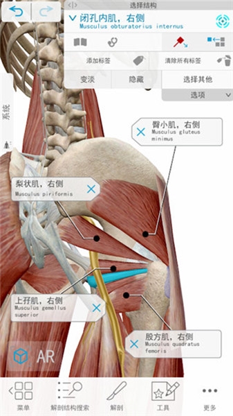 Atlas人体解剖学图谱软件图片